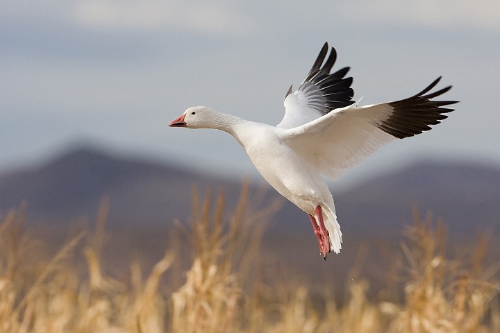 Schneegans Anser caerulescens Snow Goose